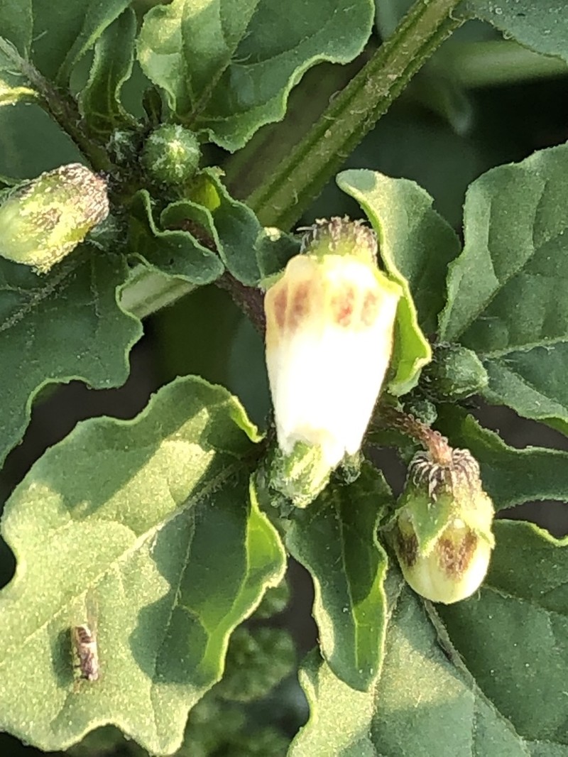 Physalis sulphurea