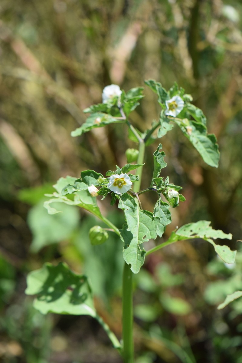 Physalis sulphurea photo 3