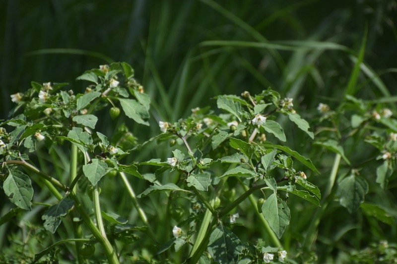 Physalis sulphurea photo 4