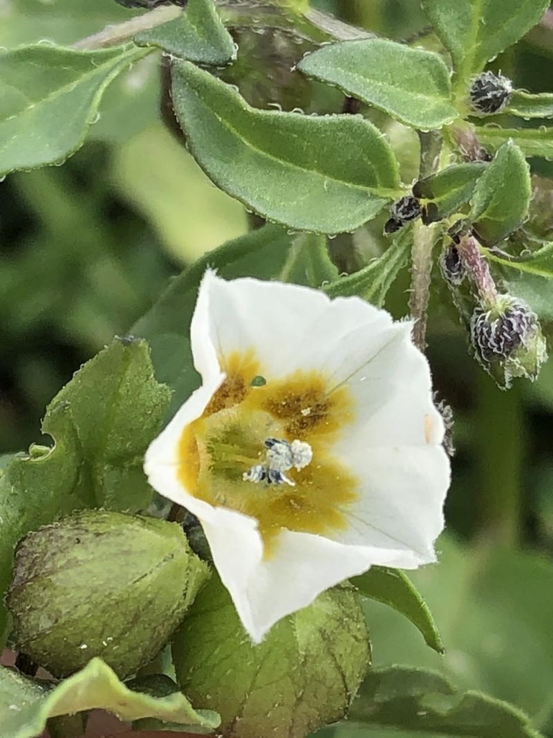 Physalis sulphurea photo 5