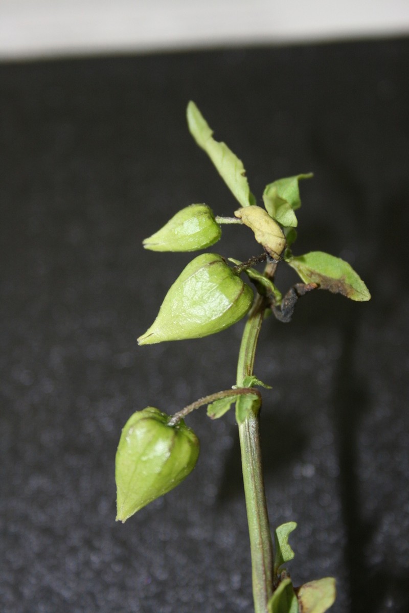 Physalis sulphurea photo 6