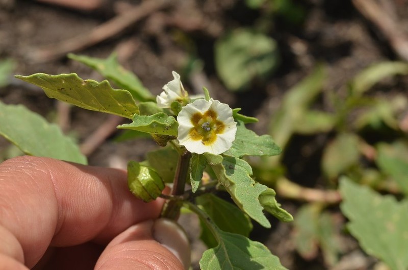 Physalis sulphurea photo 7