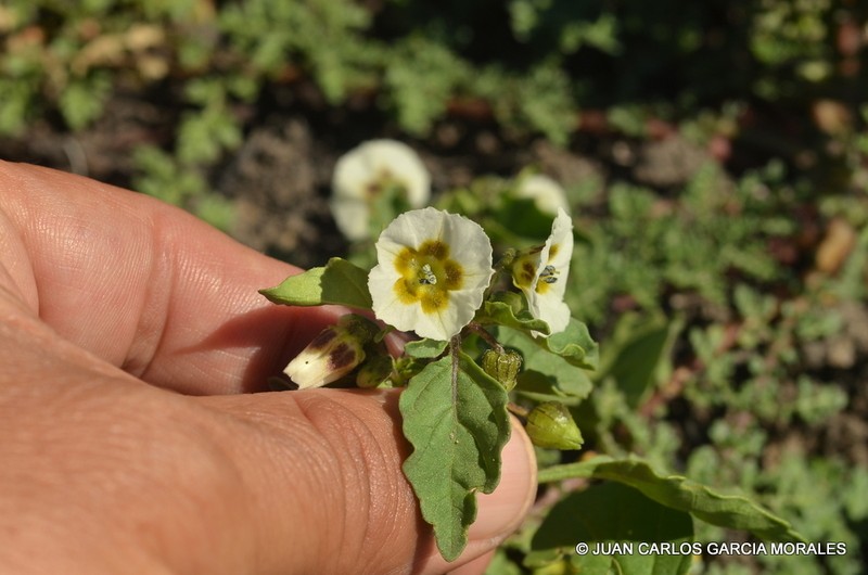 Physalis sulphurea photo 8
