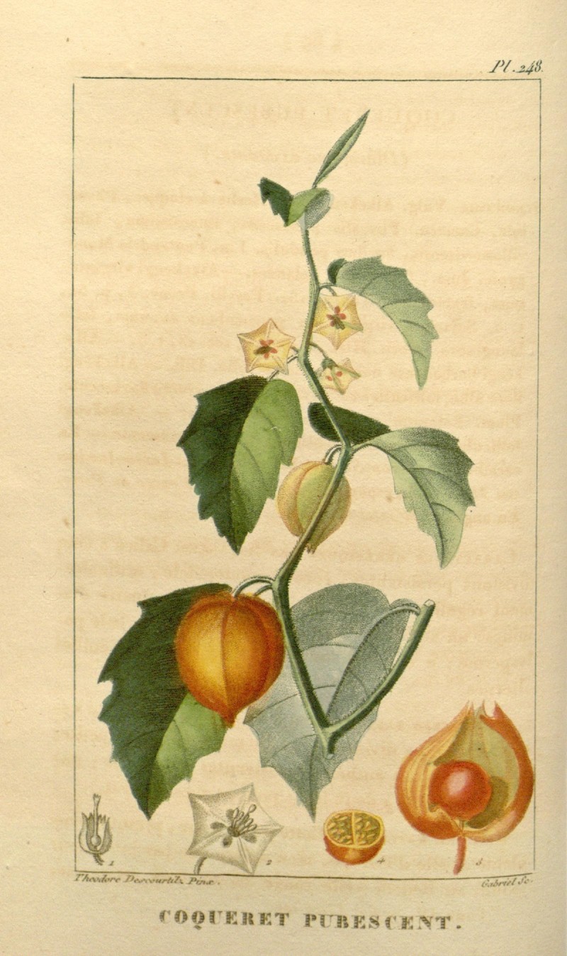 Thicket Groundcherry