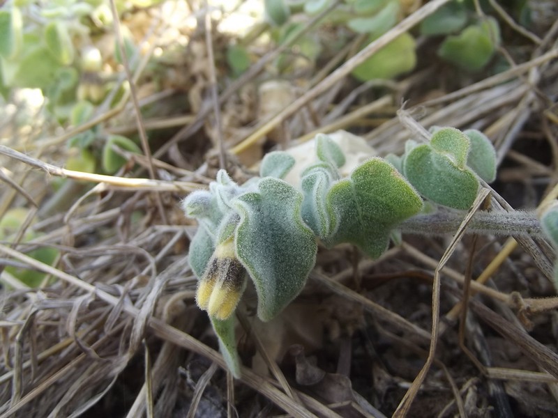 Physalis vestita photo 2