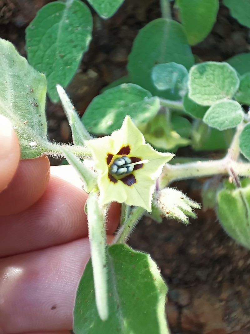 Physalis vestita photo 4