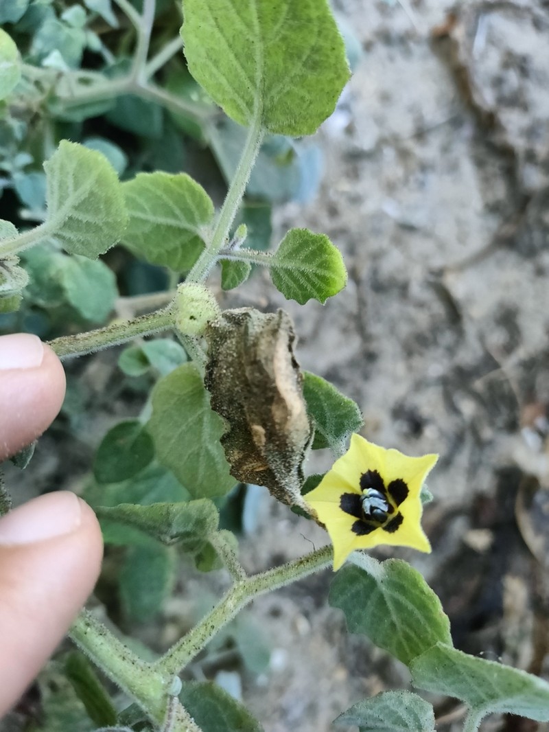 Physalis vestita photo 6