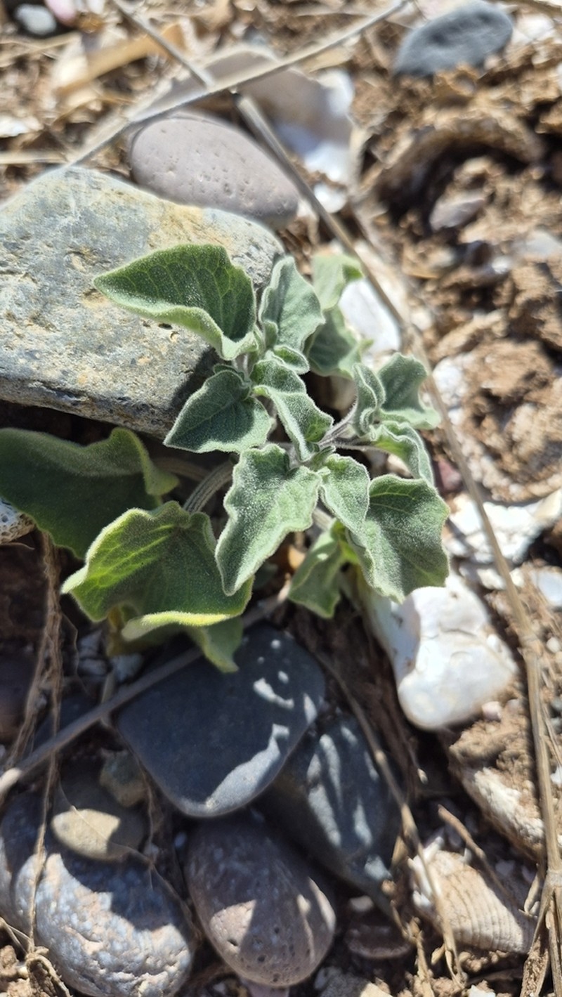 Physalis vestita photo 7