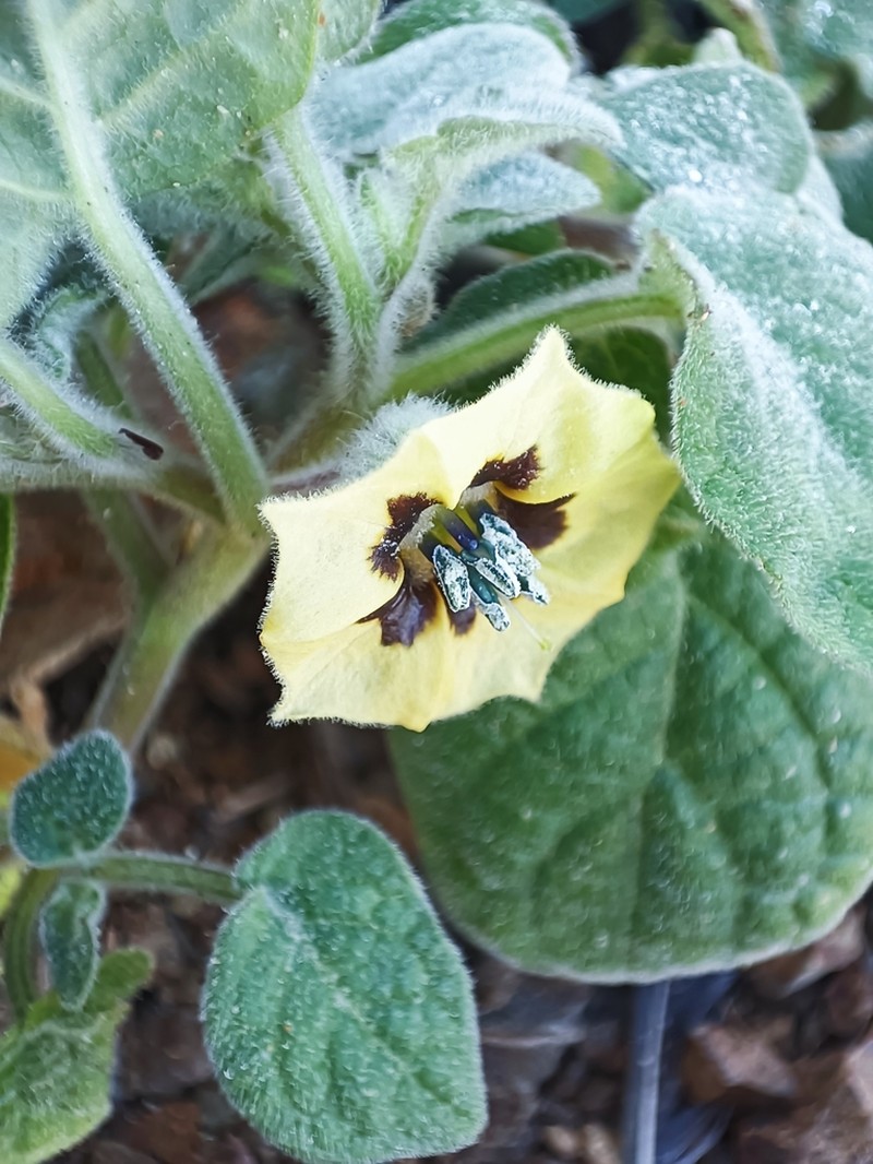 Physalis vestita photo 8