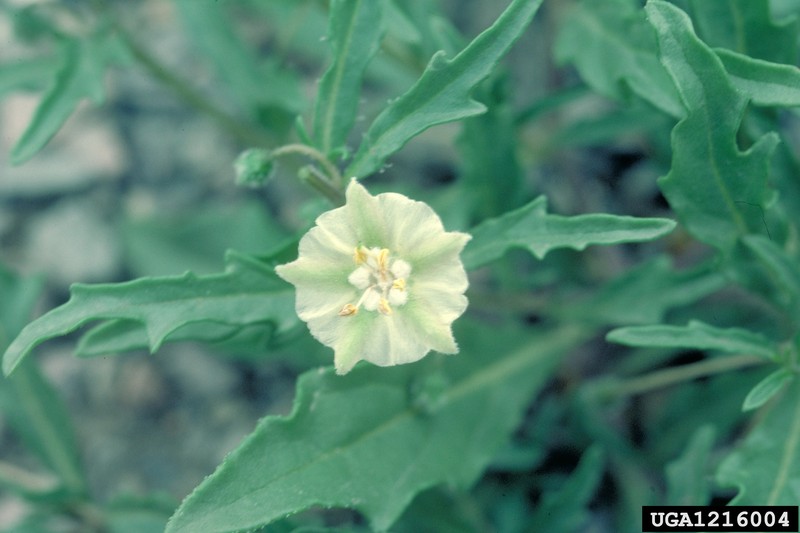 Virginia Groundcherry