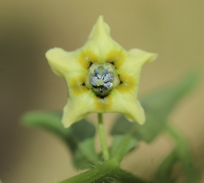 Virginia Groundcherry photo 2