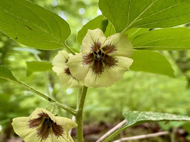 Virginia Groundcherry photo 3
