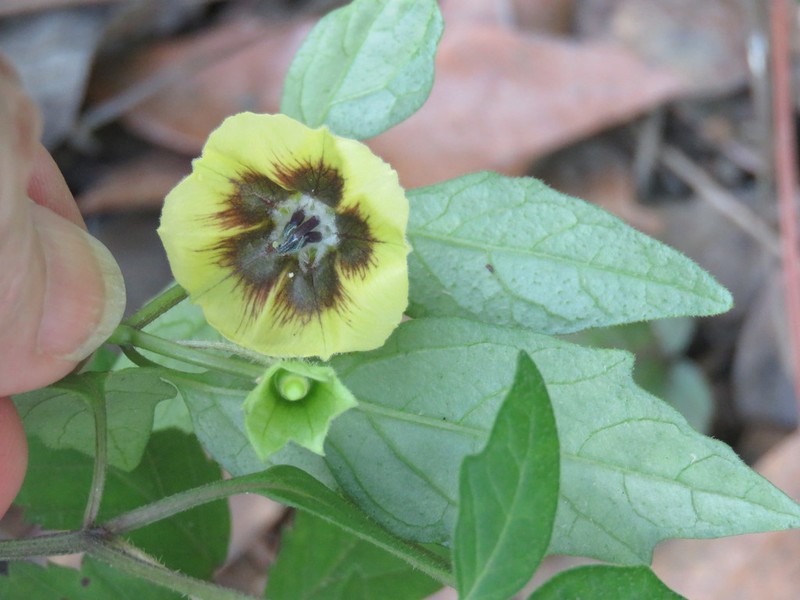 Virginia Groundcherry photo 4