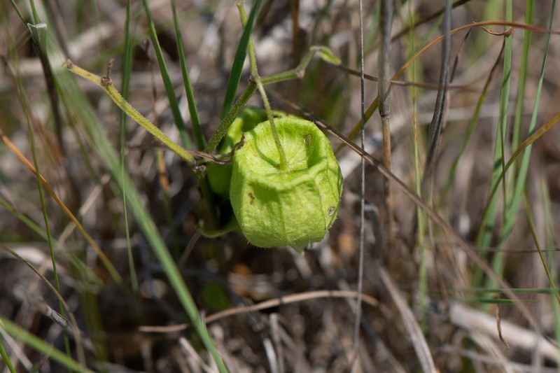 Virginia Groundcherry photo 5