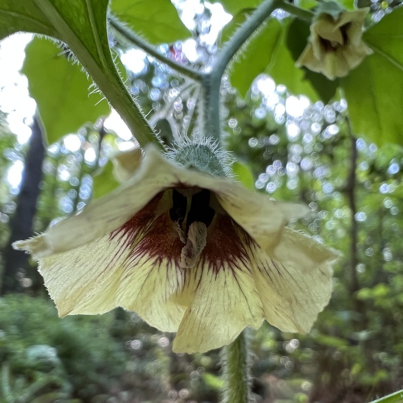 Virginia Groundcherry photo 6