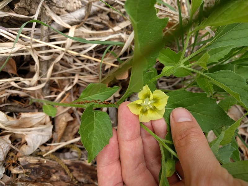 Virginia Groundcherry photo 7