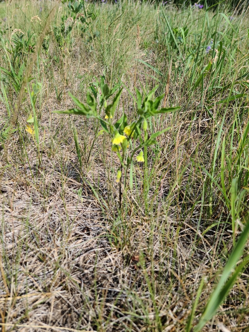 Physalis virginiana var. virginiana