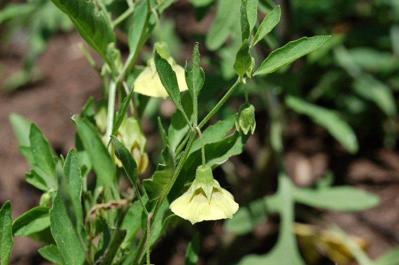 Physalis virginiana var. virginiana photo 2
