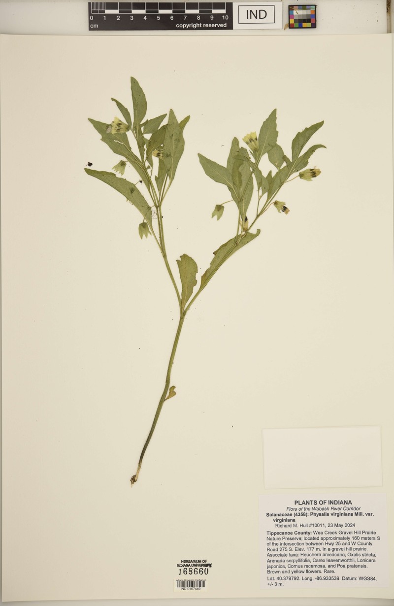 Physalis virginiana var. virginiana photo 3