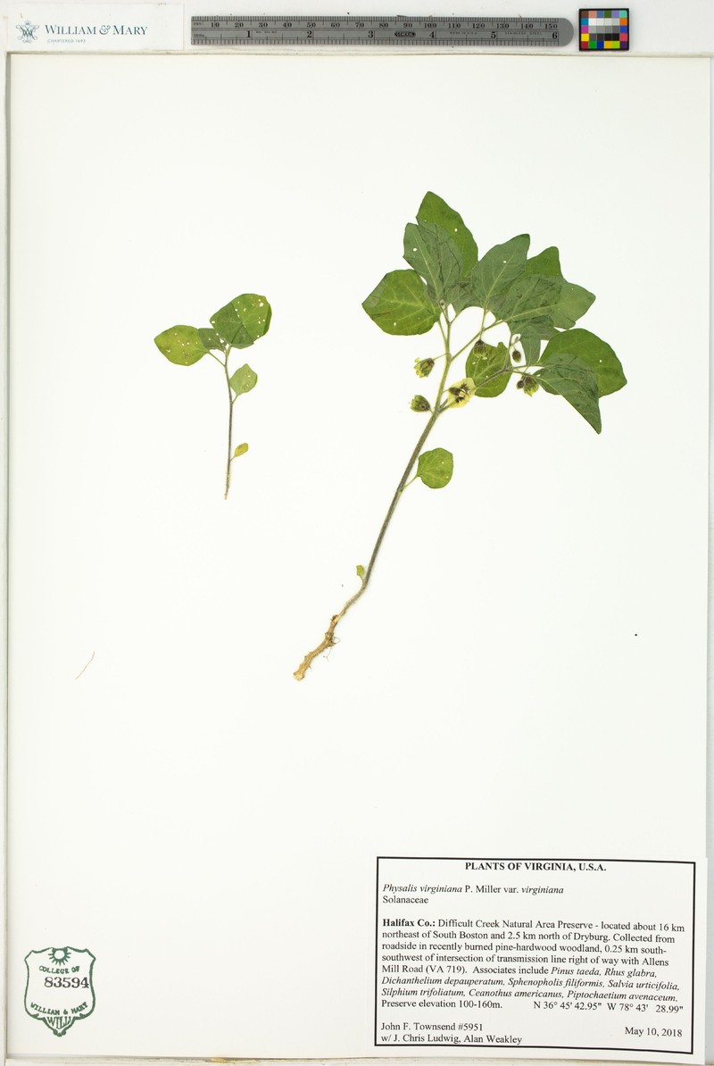 Physalis virginiana var. virginiana photo 4
