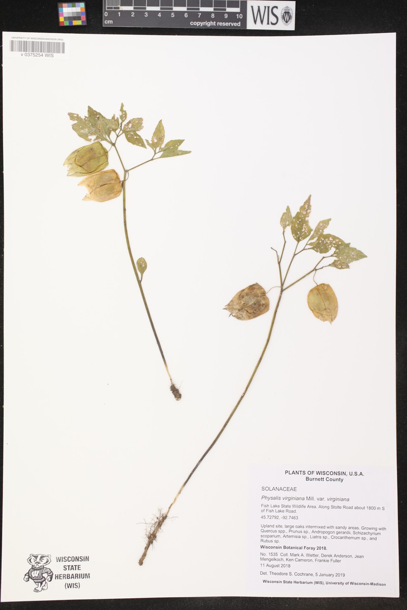 Physalis virginiana var. virginiana photo 5
