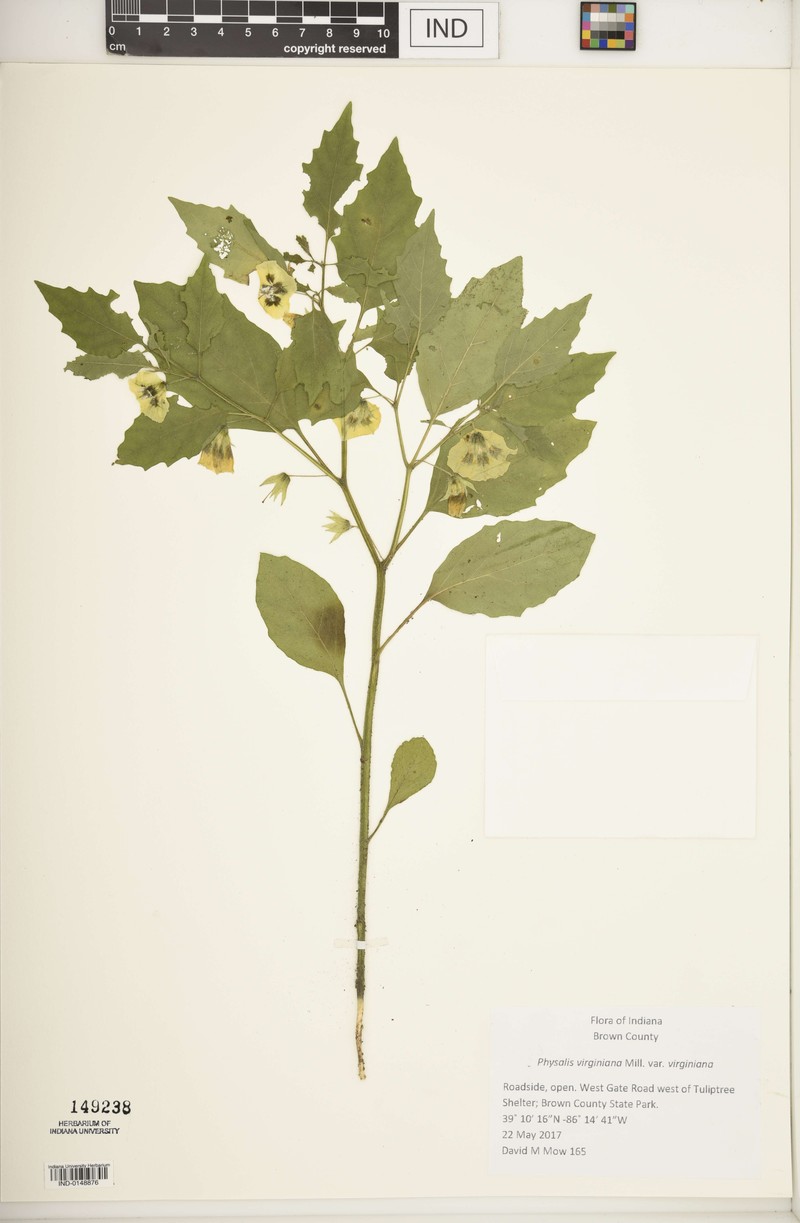 Physalis virginiana var. virginiana photo 6