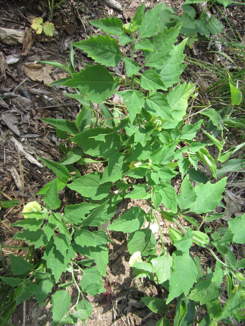 Physalis virginiana var. virginiana photo 7
