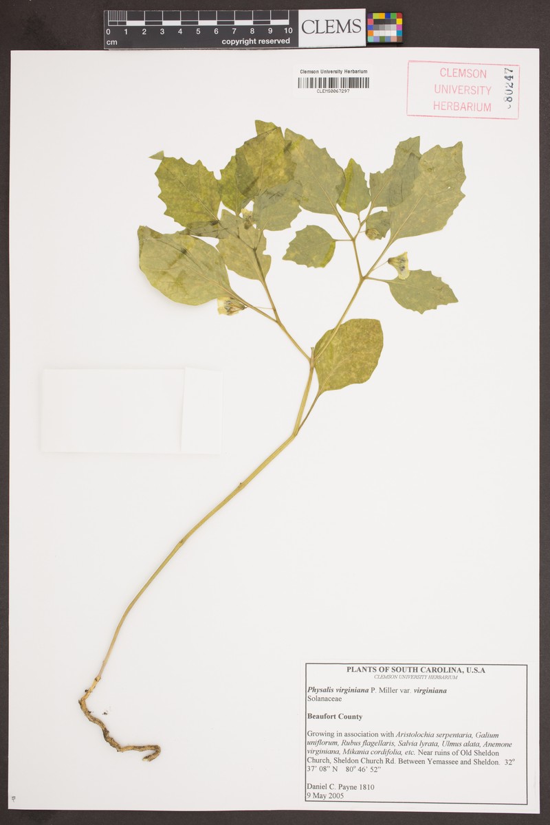 Physalis virginiana var. virginiana photo 8