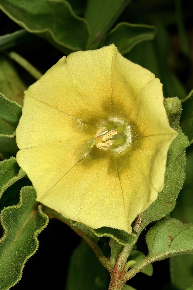 Starhair Groundcherry photo 5