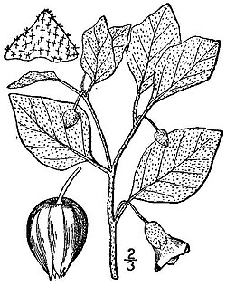 Starhair Groundcherry