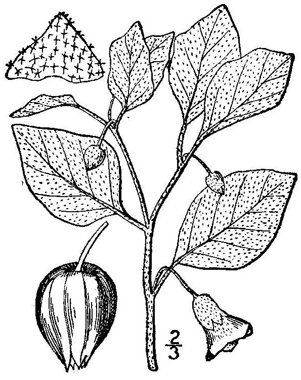 Starhair Groundcherry