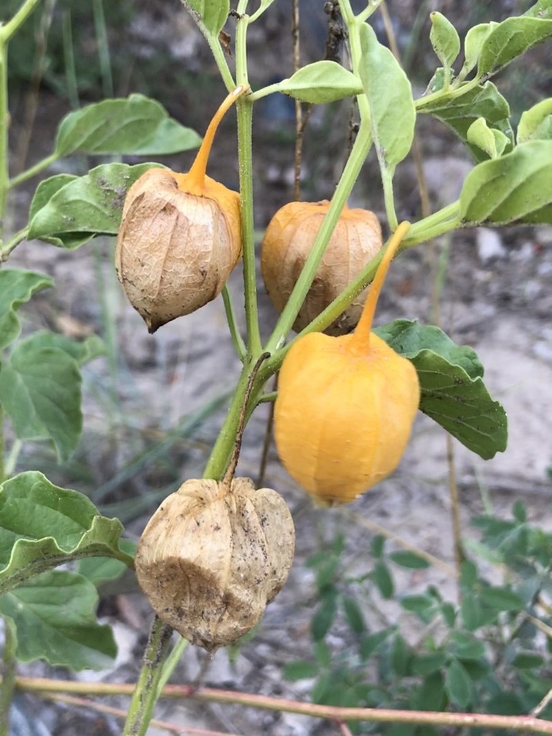 Starhair Groundcherry photo 2
