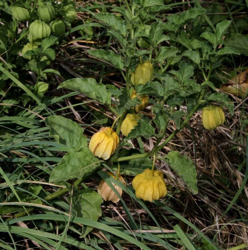 Starhair Groundcherry photo 3