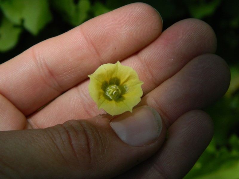 Starhair Groundcherry photo 4