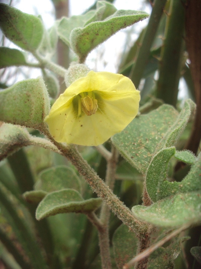 Starhair Groundcherry photo 5