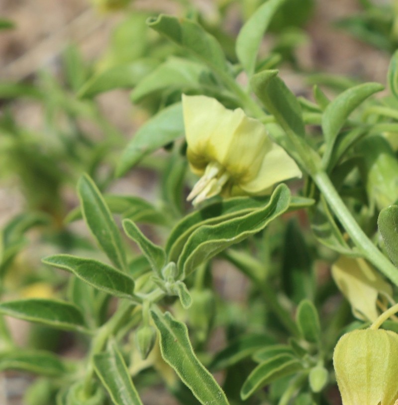 Starhair Groundcherry photo 6