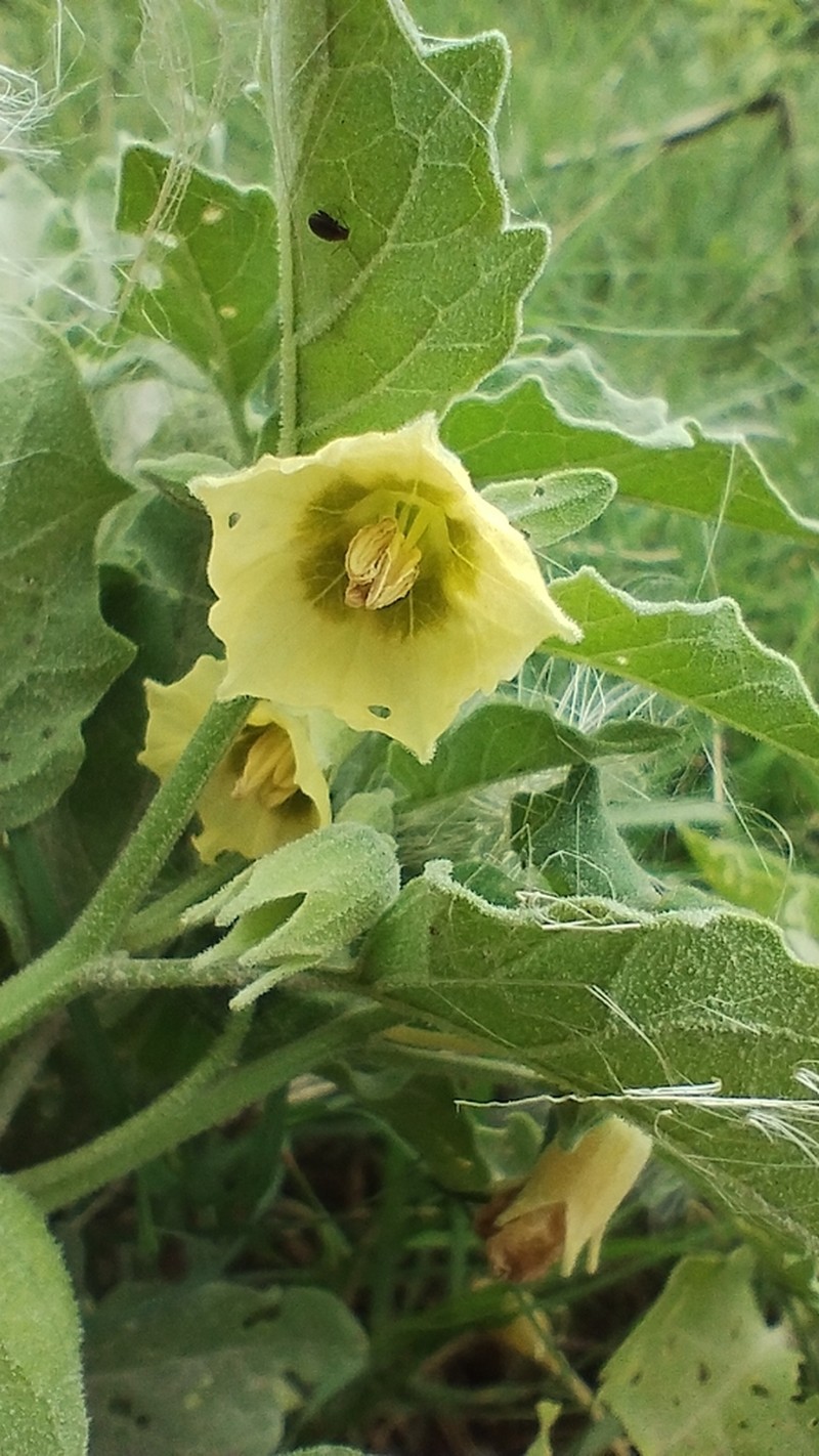 Starhair Groundcherry photo 7