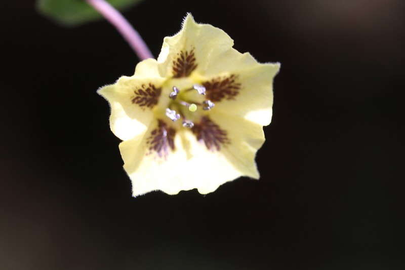 Physalis volubilis