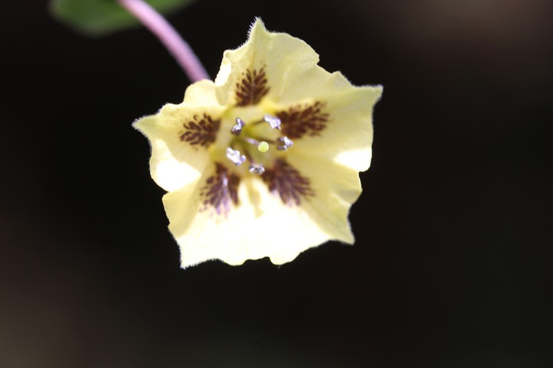 Physalis volubilis photo 2