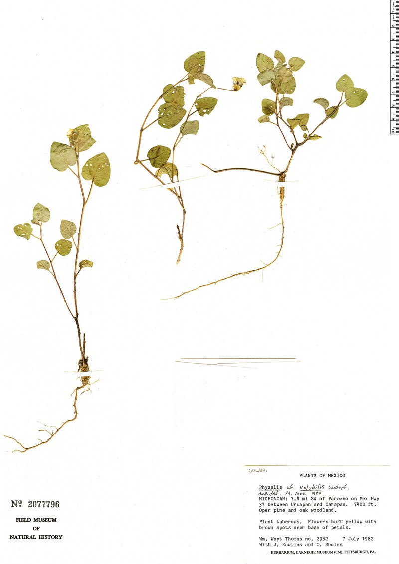 Physalis volubilis photo 3