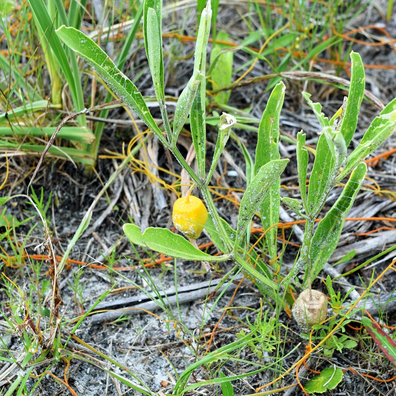 Walter's Groundcherry photo 2
