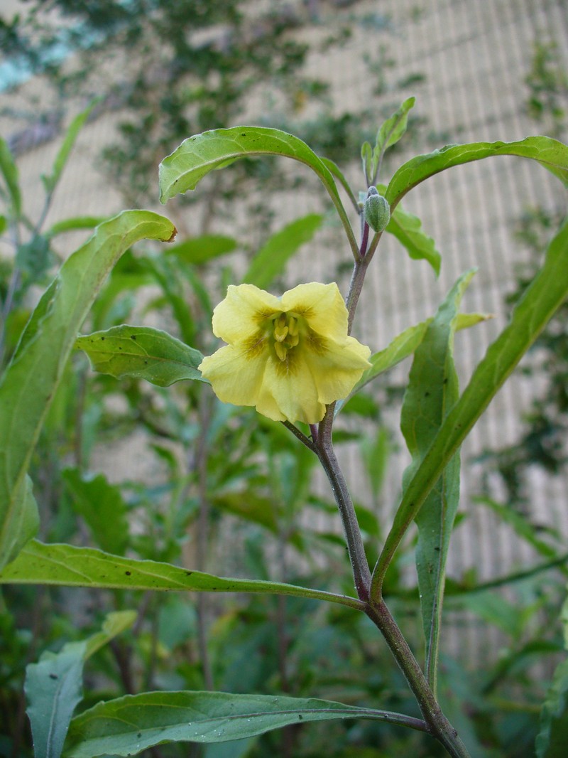 Walter's Groundcherry