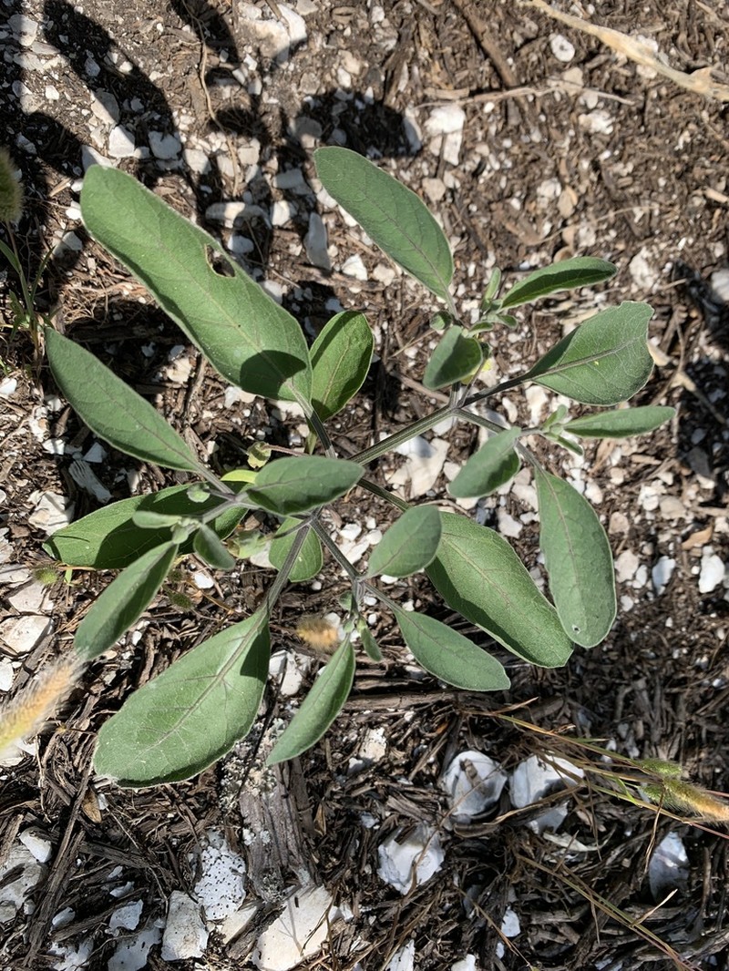 Walter's Groundcherry photo 3