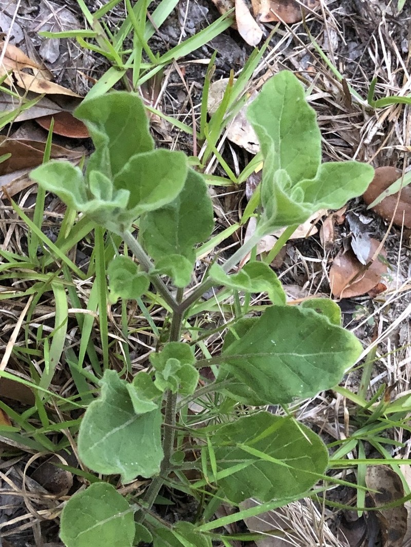 Walter's Groundcherry photo 4