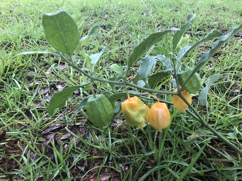 Walter's Groundcherry photo 5