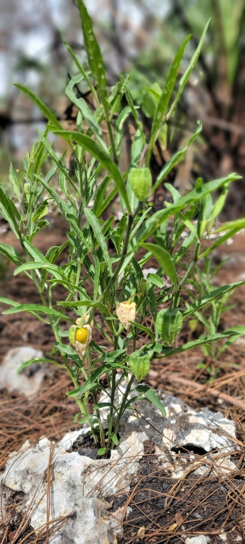 Walter's Groundcherry photo 6