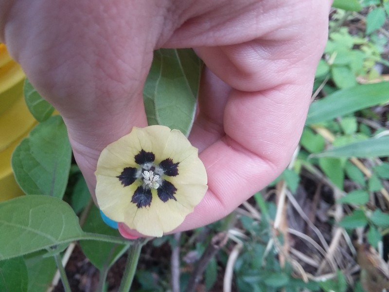 Walter's Groundcherry photo 7
