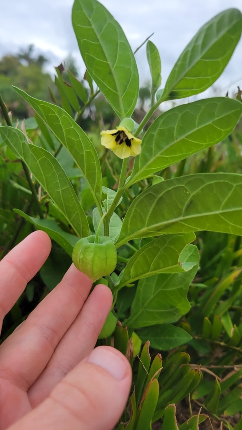Walter's Groundcherry photo 8