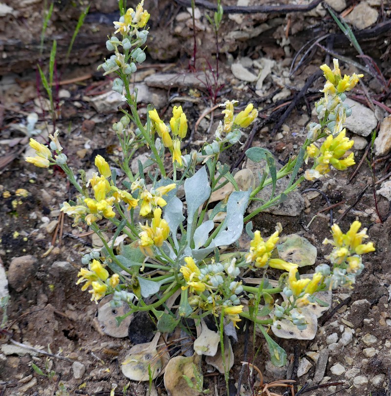 Sharpleaf Twinpod photo 4
