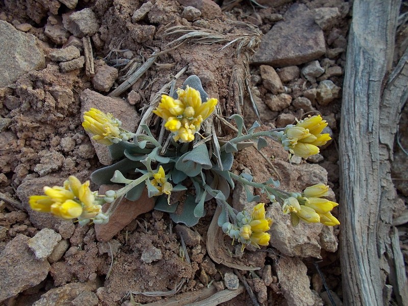 Sharpleaf Twinpod photo 5